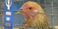 ‘Naked and hungry without agriculture’: Brunswick Co. Fair highlights farming’s survival amid growth