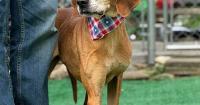 Paws and Pumpkins: Meet adoptable pets, enjoy festive games