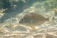 Some fish might thrive in a warming climate
