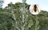 Yellow-legged hornet research explores drones to remove hard-to-reach nests