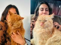 Cat lost at DXB reunited with owner in Sri Lanka