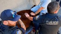 Baltimore County Police corral cow after it takes a joyride on I-695