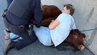 Runaway cow sparks Baltimore County police chase from Pikesville woods to I-695 A runaway cow led Baltimore County police on a chase through the woods and onto I-695 Wednesday.Officers arrived to an unusual report on October 21 regarding a