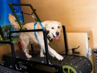 Mobile Dog Gym Offers Workouts, Cancer-Patient Support in Central Oregon