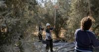 American Jews risk deportation from Israel to help Palestinians harvest olives in the West Bank