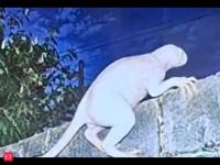 Mysterious six-feet tall, pale predator near US-Mexico border found stealing chicken. A UFO investigator says it might be from another dimension