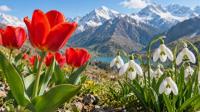 Tajikistan officially names tulip and snowdrop as national flowers