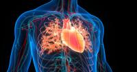 Human heart could hold key to energy efficiency