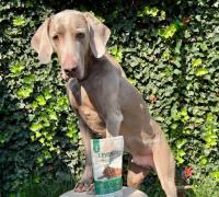 Enifer’s PEKILO Mycoprotein Makes European Debut in Netherlands with HenArt LEVENDO Dog Food