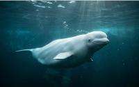 Beluga whale filmed off Donegal in rare Arctic visit that scientists link to a warming ocean