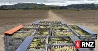 'Boomer start' to asparagus season, but fuel and freight bills bite growers