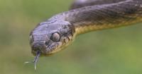 Snake inspection is urged on boats, cargo headed to CNMI