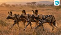 In 2025, three African wild dog brothers travelled 4,126 km across Zambia in eight months, a record dispersal distance for an African mammal