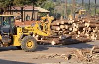 Govt seeks investors in forestry industry