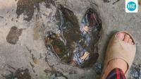 Tourist’s photo leads to discovery of 120-million-year-old dinosaur footprints in Thailand