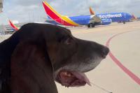 Apollo the Southwest Airlines safety dog retires after 7 years of service with cute tennis ball surprise