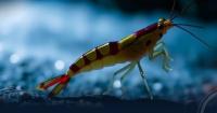 Scientific Report: Blind Shrimp Rediscovered in Benghazi Caves After a Century, Warnings Issued Over Its Habitat