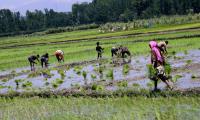 Concerning women farmers