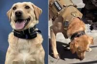 Scent-tracking dog recovers missing man, 70, near a volcano, Now the hiker wants to adopt her