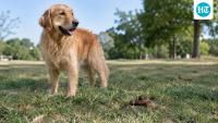 Researchers tested a two-stage process to turn dog feces into hydrogen and methane, but found single-stage processing more economical