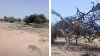Mali: Army, Russia’s ‘Africa Corps’ Commit New Abuses