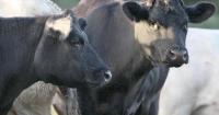 Farmers warned as new bluetongue case confirmed in Dorset