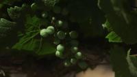 Livermore Valley named Wine Region of the Year
