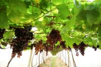 Nationals To Stop Winery Tax Rort