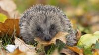 Hedgehogs will visit your garden in autumn if you leave 1 food outside