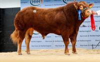 Sales round up: Limousins to 45,000gns, Blackface rams hit £145,000, dairy sales, pedigree sheep sales