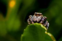 Idaho's Most Concerning Spiders: What Homeowners Should Know
