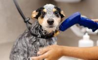 Sparkle Grooming Co. Expands Franchise Presence in Oklahoma with Broken Arrow Salon