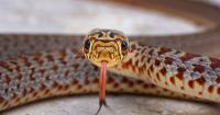 Japanese flight cancelled after snake discovered hidden inside aircraft cabin