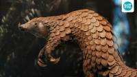 DNA from a pangolin collected in 1836 helped confirm the Himalayan pangolin as a distinct species after nearly 190 years in a museum