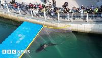 Celebrity shark guided out of South Korea canal refuses to swim out to sea