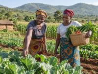 Cameroon launches AgriConnect to boost food production and create more farming jobs