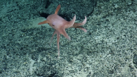 ROV Footage Catches Live Dumbo Octopus Near Palau: Only Cameras Can Study These Animals