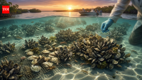 In 2004, Florida researchers used 36 recycled oyster shells per reef mat, helping restore Mosquito Lagoon reefs to around 1,000 live oysters per square metre