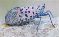 Vermonters urged to watch for spotted lanternfly adults, eggs