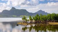 What Is Driving the Global Resurgence of Mangrove Forests?