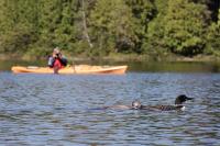 Scientists report ‘substantial’ declines in loons across Canada