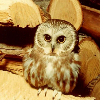 FOCUS ON NATURE: Researchers look for saw-whet owl breeding grounds in northern Wis.