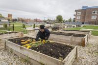 KCK garden project grows healthy neighborhood connection