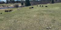 Minnesota farmer says thieves stole entire herd near Park Rapids