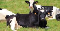 France reports first human case of deadly Shamonda livestock virus