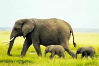 How dedicated conservation is bringing hope to Africa’s wildlife