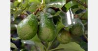 Chilean avocado prices remain firm as demand slows in China