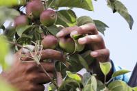 Washington State’s new cooling law protects farm workers. But do they know about it?