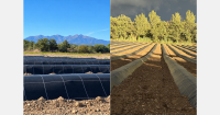 New 10-hectare blueberry farm in Pyrénées-Orientales