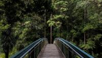 COP17 Begins Amid Gaps In National Biodiversity Plans, With Countries Racing To Meet 2030 Nature Goals